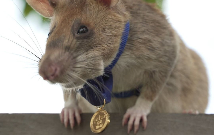 Магава. Фото PDSA