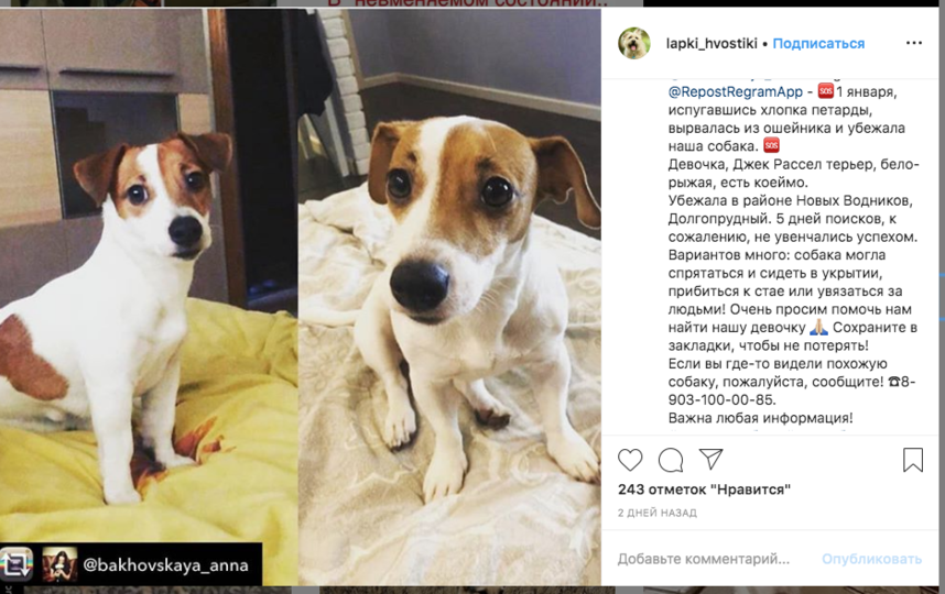 В районе Новые Водники, Долгопрудный, убежала девочка породы джек- рассел-терьер. Есть клеймо. Телефон хозяев 8(903)100-00-85. Фото скриншот объявления в Сети @lapki_hvostiki