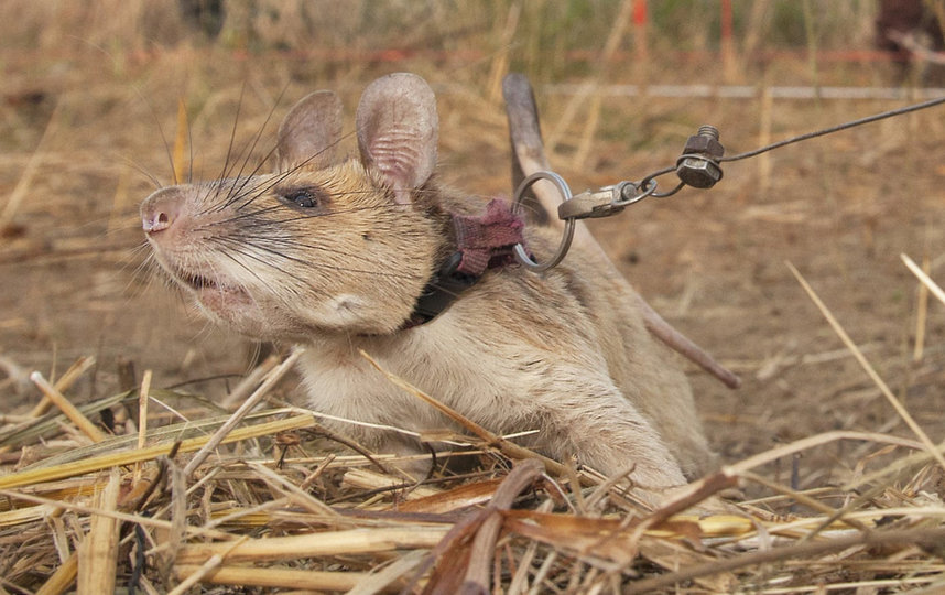 Магава. Фото PDSA