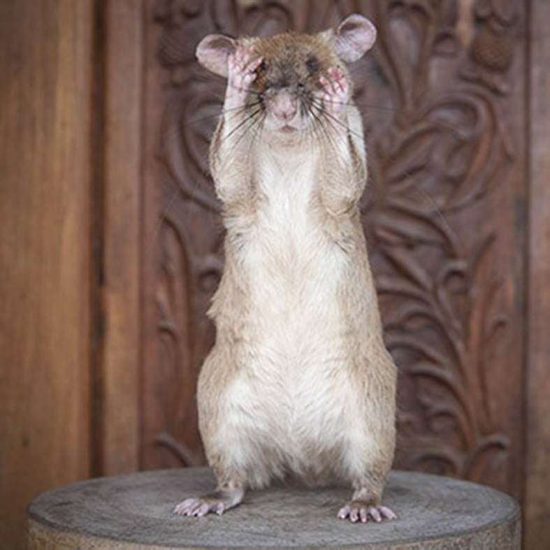 Магава. Фото PDSA