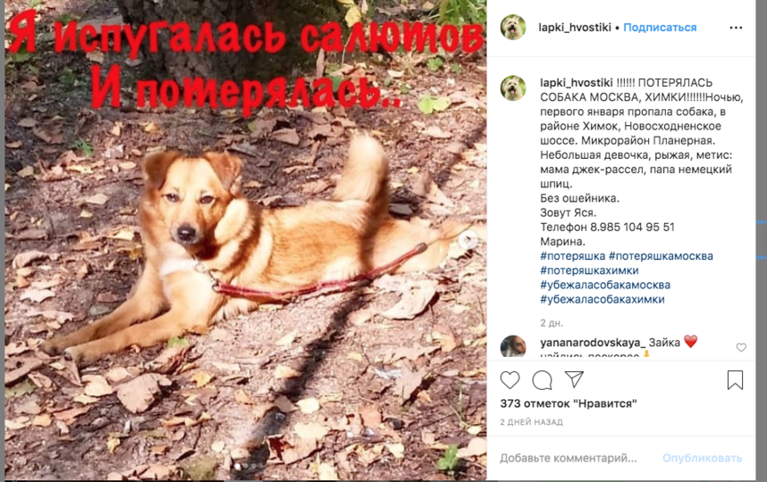 В Химках убежала собака помесь шпица и джек-рассела. Кличка Ася. Телефон 8(985)104-95-51. Фото скриншот объявления в Сети @lapki_hvostiki