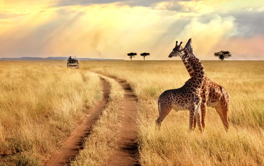 Главный приз – фотоэкспедиция в Африку. Фото iStock
