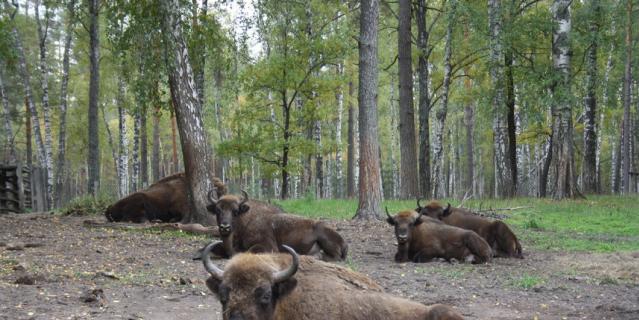 В заповеднике можно наблюдать за животными в их естественной среде.