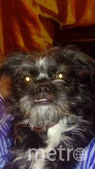 Это Чипа. Эту малышку тоже боятся за грозный вид, но с домочадцами она ведёт себя как котёнок. Фото Ольга, "Metro"