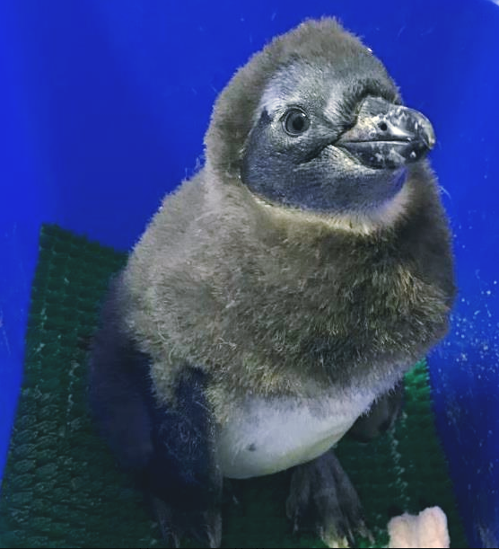 Скриншот facebook.com/MoscowZoo/.