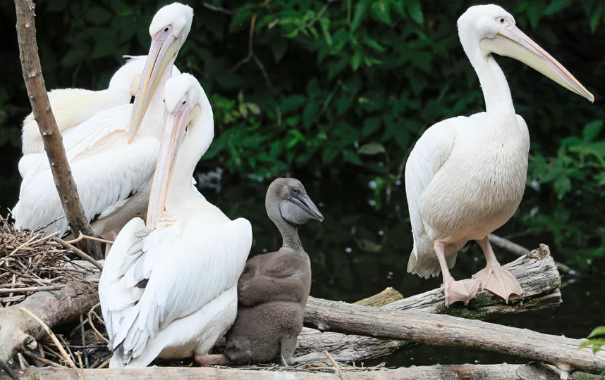 Птенец розового пеликана появился на свет в Московском зоопарке