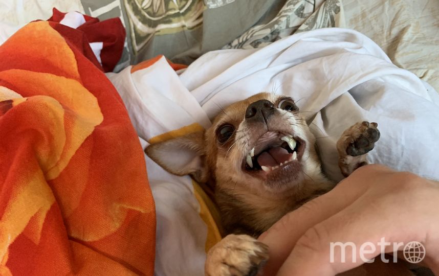 Эту красотку зовут Мими. Она очень активная, и иногда в ней тоже просыпается "собака Баскервилей". Фото Иван, "Metro"