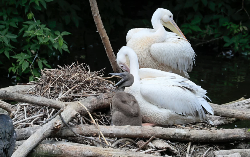 Птенец розового пеликана появился на свет в Московском зоопарке. Фото mos.ru
