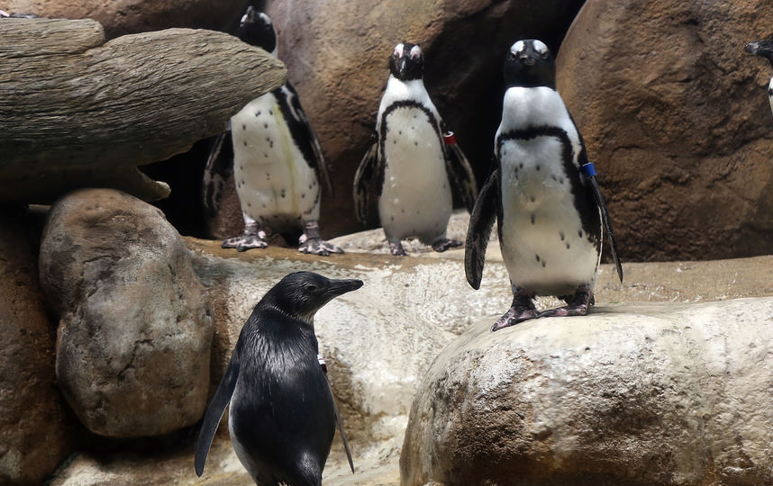 Очковые пингвины. Фото Getty