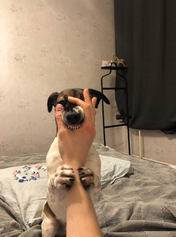 Этого красавца зовут Майло. Его хозяйка всю жизнь мечтала о собаке и он сделал её самой счастливой. Хоть Майло и кусается порой. Фото Натали, "Metro"