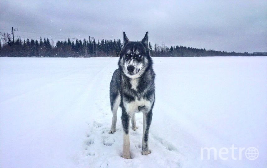 Это грозный Викинг. Ему 3 года, и он жуткий интроверт. Любит людей, но не других собак. Фото Вера, "Metro"