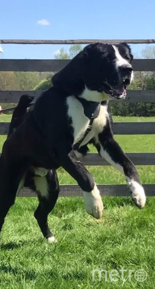 На фото "собака Баскервилей" по кличке Жаркын. Ему 3 года. Грозный страж и защитник, и милый котик для членов своей семьи и друзей. Обожает ласку и долгие прогулки. Из увлечений - плавание в открытых водоёмах и ловля мышей. Фото Зоя, "Metro"