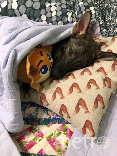 Это Паркер, его взяли из приюта. И он самый добрый пёс в мире! Фото Наталья, "Metro"