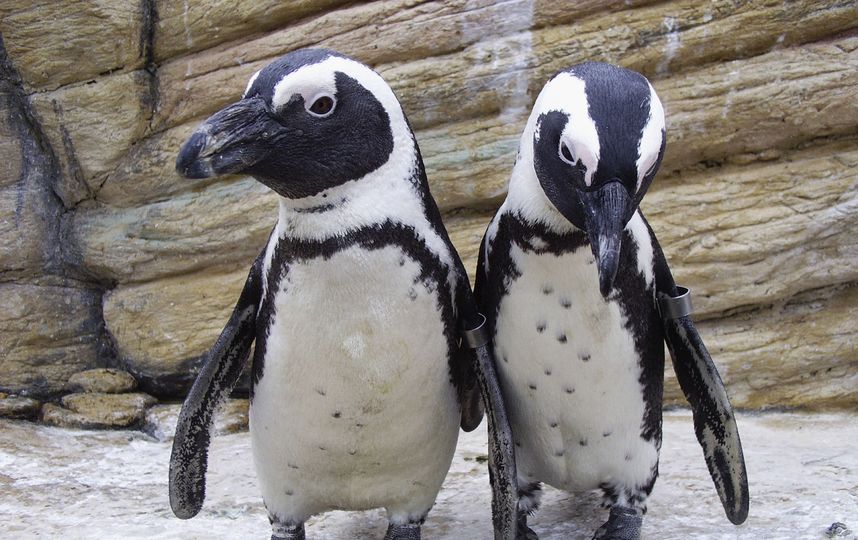 Птенец краснокнижного пингвина появился на свет в Московском зоопарке