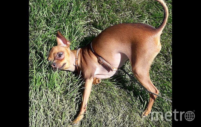 Бони – два года. И её любимое занятие – чесать спинку о траву. Фото Надежда, "Metro"