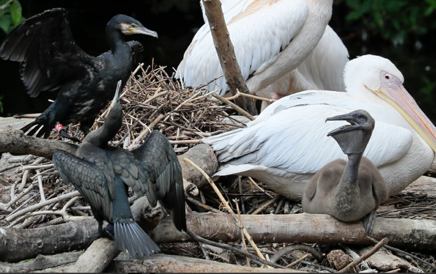 Птенец розового пеликана появился на свет в Московском зоопарке. Фото mos.ru