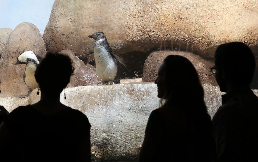 Очковые пингвины. Фото Getty