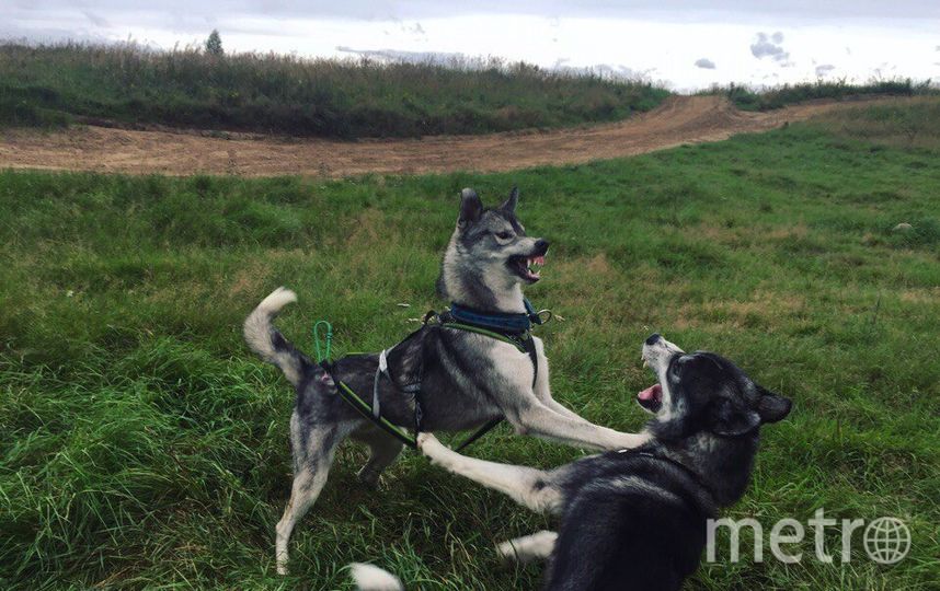 Викинг любит людей, но не других собак. Кроме своего друга Того. Это у них такие игры. Фото Вера, "Metro"