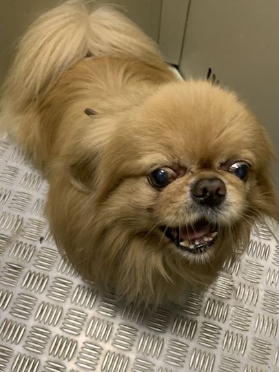 Это Тимон (Тошка). Самый добрый, преданный, верный и красивый пекинес. Вот уж действительно по своим повадкам собака китайских королей! Фото Виктория