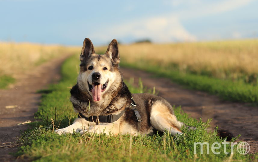 Это Джерри.10 лет назад его щенком нашли на улице. Был он таким маленьким, как мышонок из известного мультфильма, вот и назвали его соответственно. "Мышонок" вырос и превратился в прекрасного пса - доброго и очень умного. Но если надо, может показать и зубки. Фото Анатолий, "Metro"