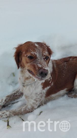 Это Жаки или просто Жака. Порода - Бретонский Эпаньоль. Верная, любящая, добрейшая собака. Фото с оскалом чистая случайность. Фото Сергей, "Metro"