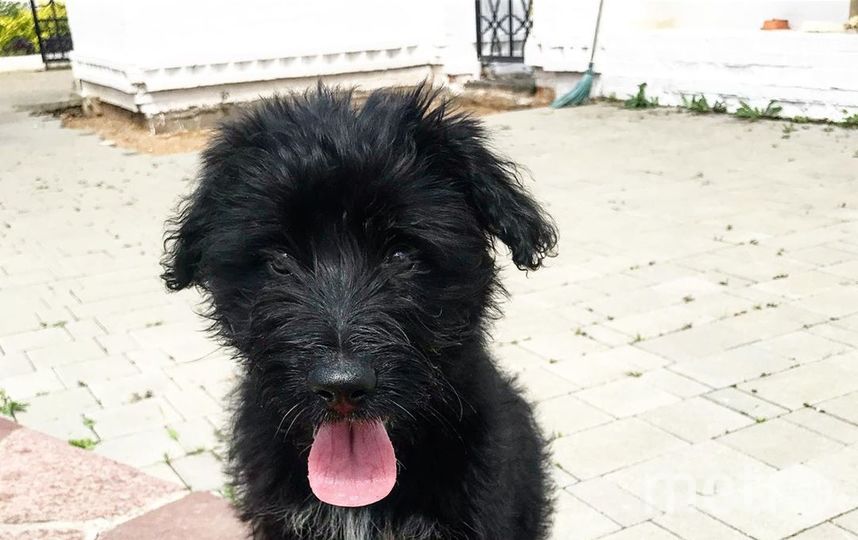 Этого красавца зовут Бенкси. Фото Василий , "Metro"