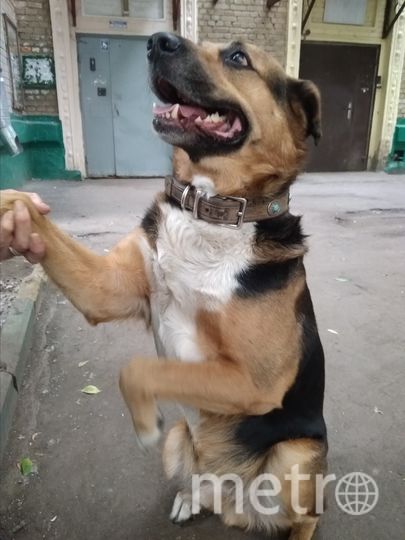 Чарли всегда на страже любимой хозяйки. Фото Наталья, "Metro"