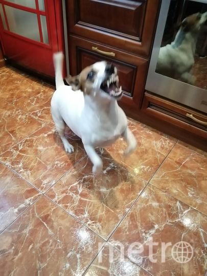 А это Маня (Мануэлла) породы Джек-рассел. По словам хозяев, она очень активная, местами неадекватная, но тем не менее, очень ласковая. Фото Алексей, "Metro"