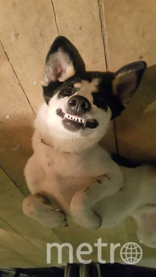 "Меня зовут Стрелка, мне 4 годика. Я живу в лесу, охраняю хозяйство. Люблю ловить мышей и гонять лосей. Мечтаю стать актрисой или фотомоделью". Фото Дмитрий, "Metro"