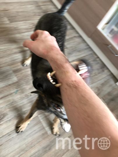 Это Паркер, его взяли из приюта. И он самый добрый пёс в мире! Фото Наталья, "Metro"