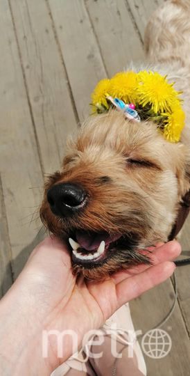 Дейзи - леди с солнечным характером. Она взяла всё самое лучшее от Йоркширского терьера и таксы: охотничий инстинкт, неисчерпаемый запас любви и ласки. Собака очень дружелюбная, но при необходимости и зубы может показать. В свои 4 года в душе она всё ещё щенок. Фото Ксения, "Metro"