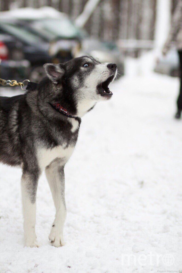 Это грозный Викинг. Ему 3 года, и он жуткий интроверт. Любит людей, но не других собак. Фото Вера, "Metro"