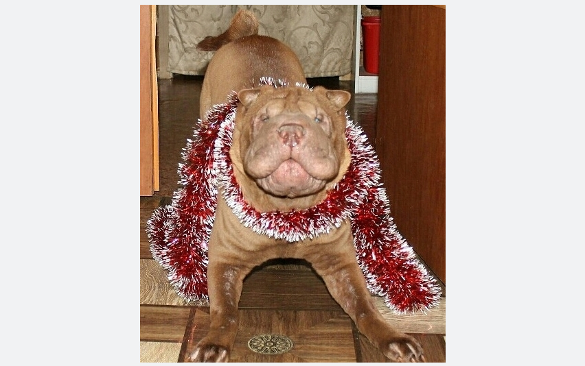 Пёс Кокос. Все его боятся, но на самом деле он ужасно добрый. Фото Владимир, "Metro"