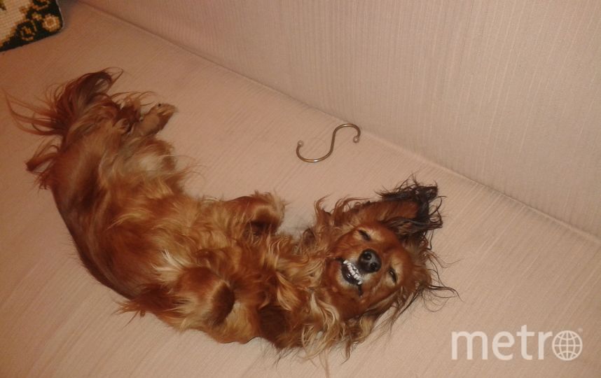 Это Лада. Чужим подходить не разрешает, но со своими очень ласковая. Фото Наталья, "Metro"