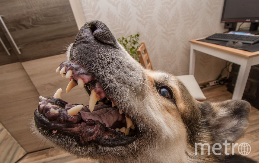 Это Джерри.10 лет назад его щенком нашли на улице. Был он таким маленьким, как мышонок из известного мультфильма, вот и назвали его соответственно. "Мышонок" вырос и превратился в прекрасного пса - доброго и очень умного. Но если надо, может показать и зубки. Фото Анатолий, "Metro"