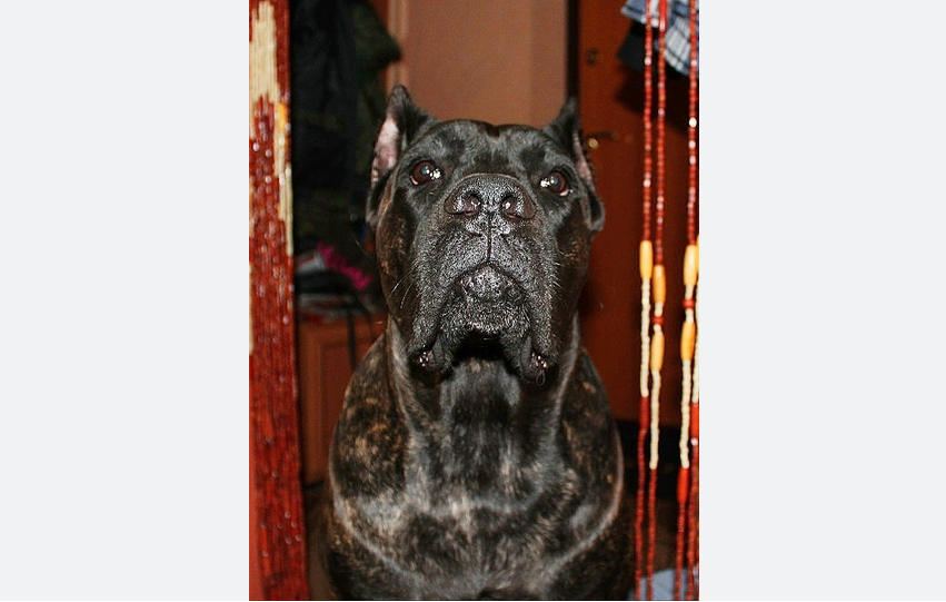 На фото Таля. Она добрая и нежная. Любит всех!! А вот её не особо любят, грозный вид пугает людей, что очень печалит дружелюбную Талю. Она-то готова всех "зацеловать" и удивляется когда ей не разрешают это делать. Фото Светлана, "Metro"