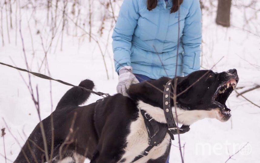 На фото "собака Баскервилей" по кличке Жаркын. Ему 3 года. Грозный страж и защитник, и милый котик для членов своей семьи и друзей. Обожает ласку и долгие прогулки. Из увлечений - плавание в открытых водоёмах и ловля мышей. Фото Зоя, "Metro"