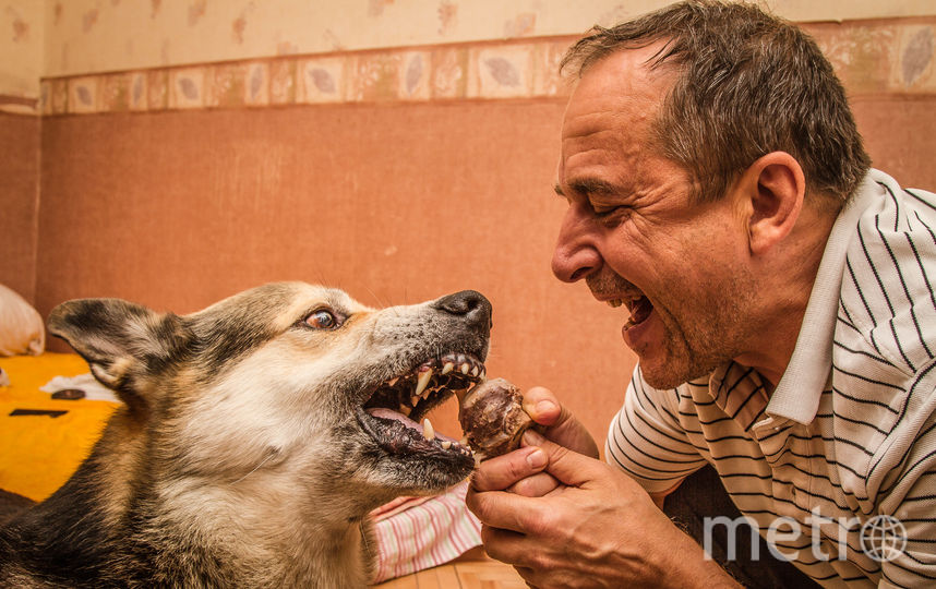 Это Джерри.10 лет назад его щенком нашли на улице. Был он таким маленьким, как мышонок из известного мультфильма, вот и назвали его соответственно. "Мышонок" вырос и превратился в прекрасного пса - доброго и очень умного. Но если надо, может показать и зубки. Фото Анатолий, "Metro"