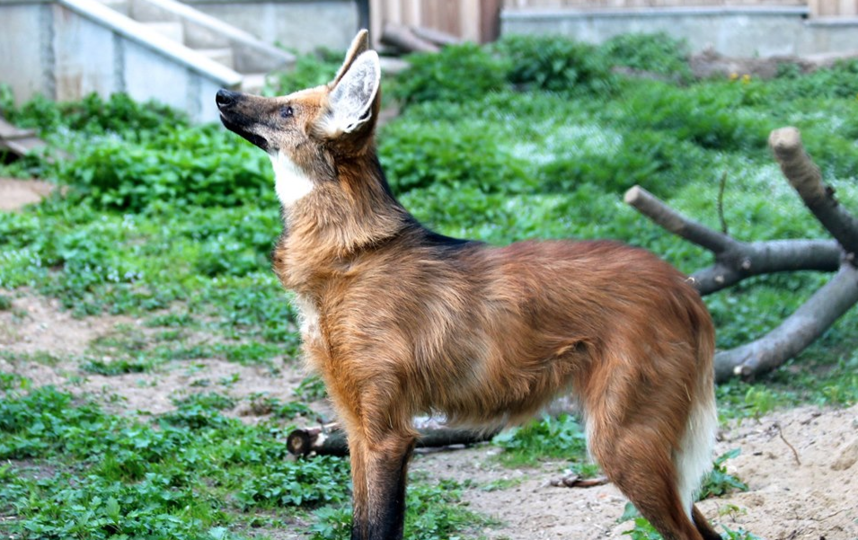 Редкого гривистого волка привезли в Московский зоопарк из Берлина