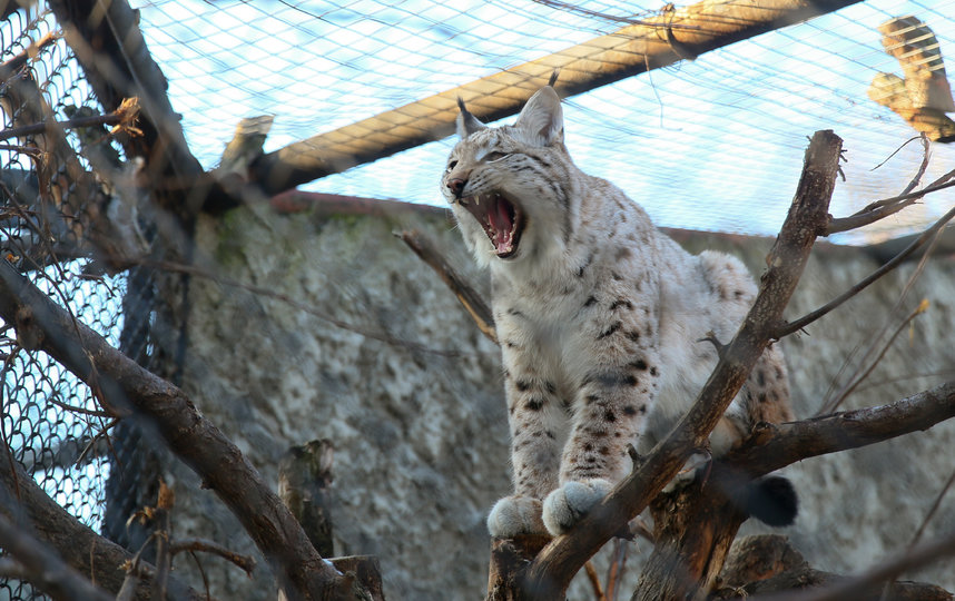 Младший, годовалый котёнок Чипа и Гайки. Фото Василий Кузьмичёнок