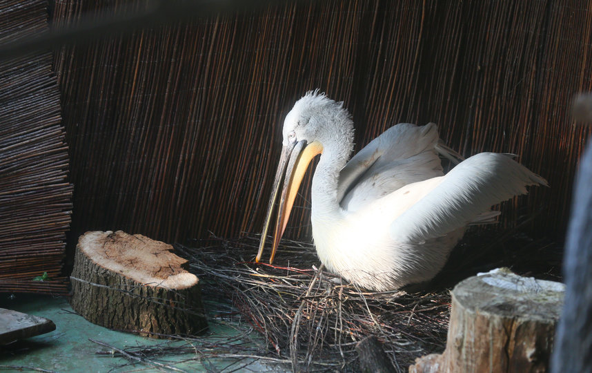 Пеликан Матвей – воплощение одиночества. Фото Василий Кузьмичёнок
