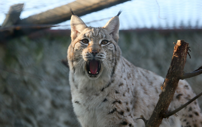 Младший, годовалый котёнок Чипа и Гайки. Фото Василий Кузьмичёнок