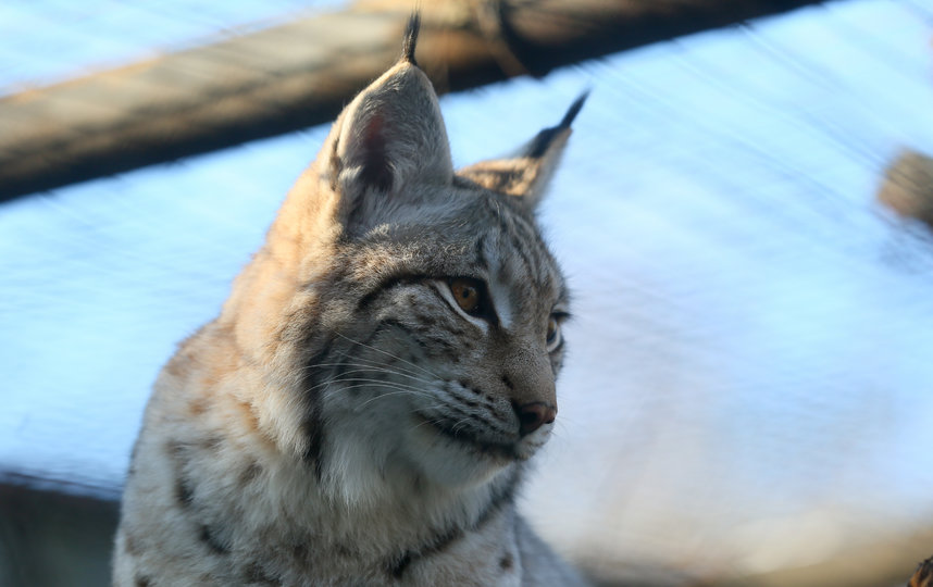 Младший, годовалый котёнок Чипа и Гайки. Фото Василий Кузьмичёнок