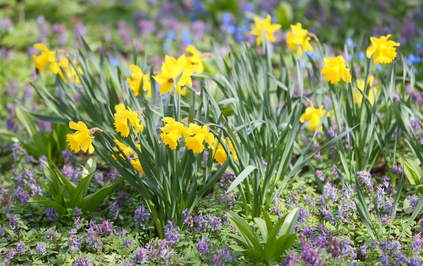 Нарциссы. Фото Василий Кузьмичёнок