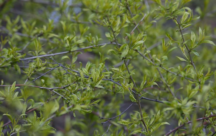 Принсепия китайская. Фото Василий Кузьмичёнок