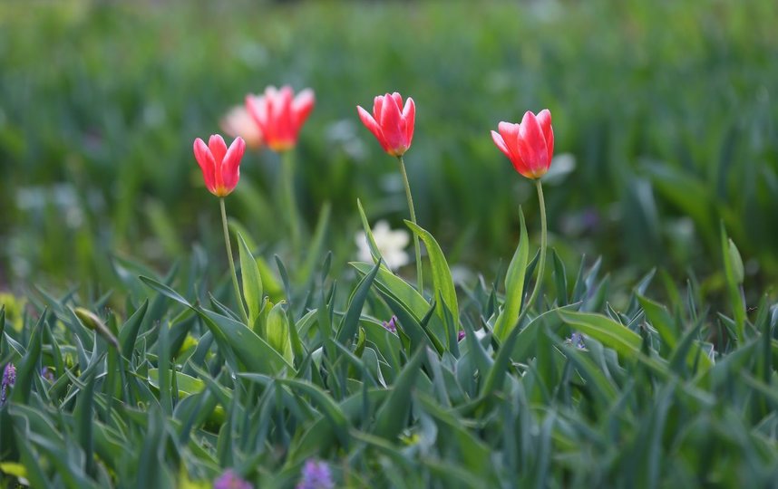Тюльпаны. Фото Василий Кузьмичёнок