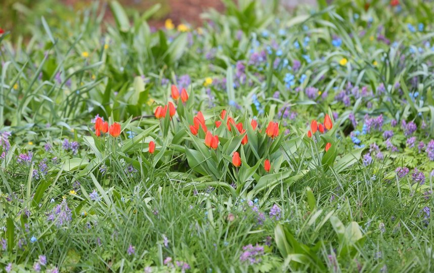 Тюльпаны. Фото Василий Кузьмичёнок