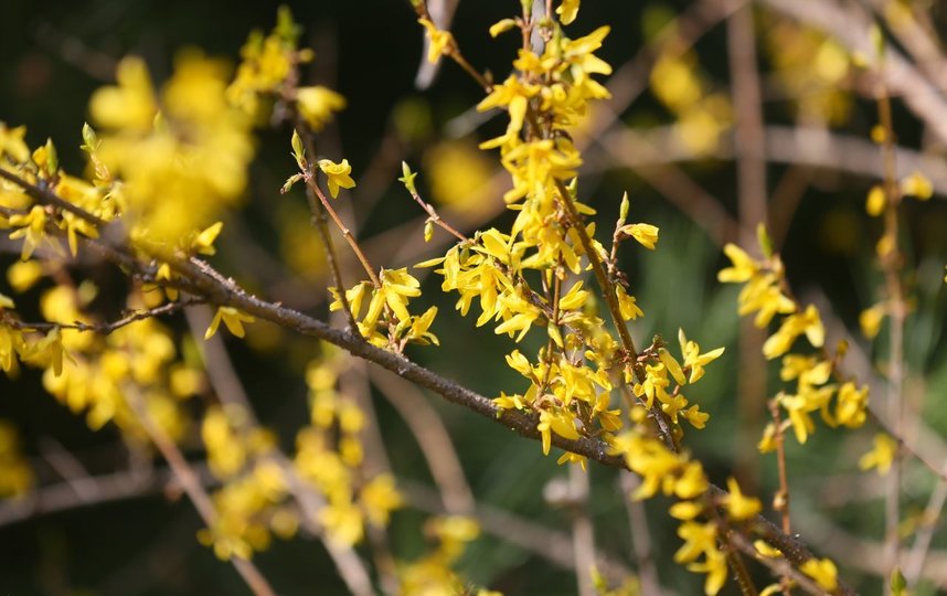Форзиция яйцевидная. Фото Василий Кузьмичёнок