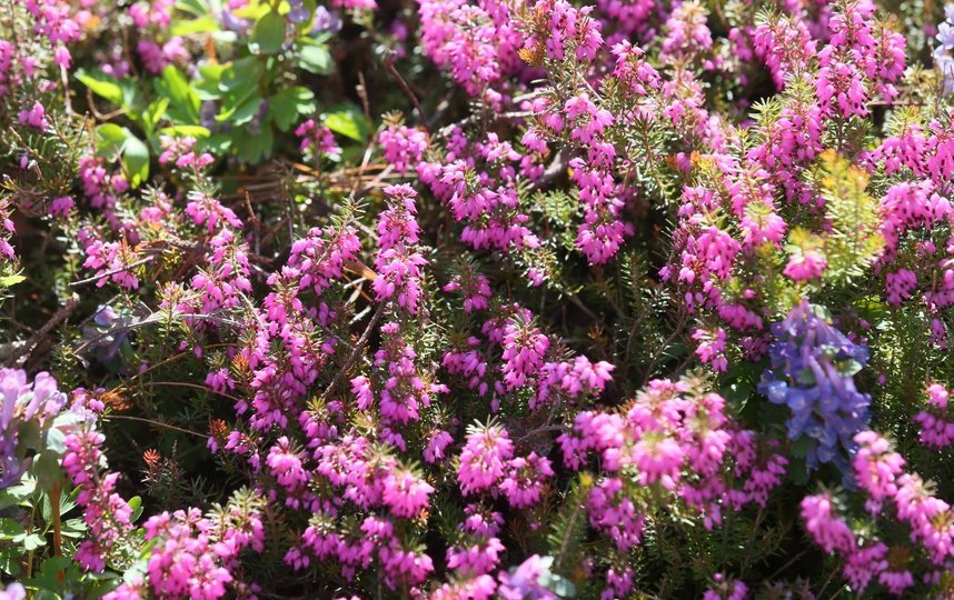 Эрика травянистая. Фото Василий Кузьмичёнок