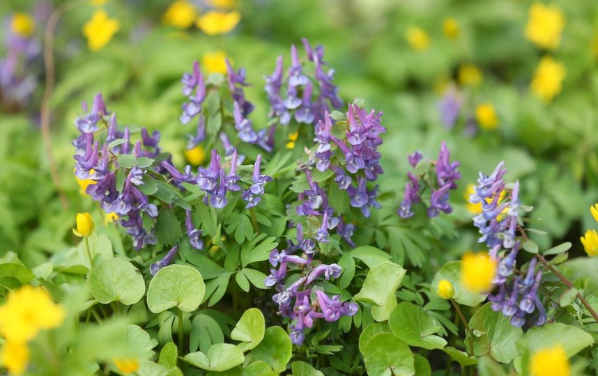 Крокус весенний. Фото Василий Кузьмичёнок